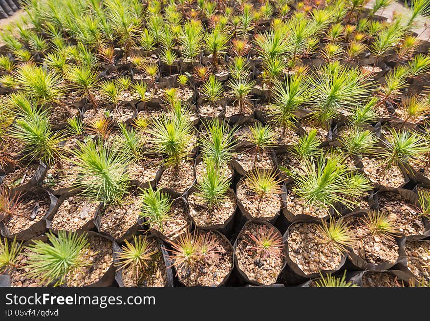 Pine Tree Plantation Nursery Pattern