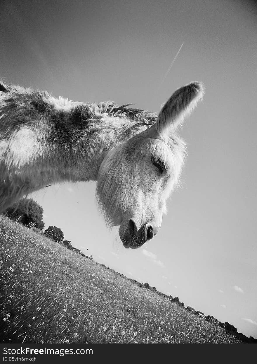 Black And White Donkey