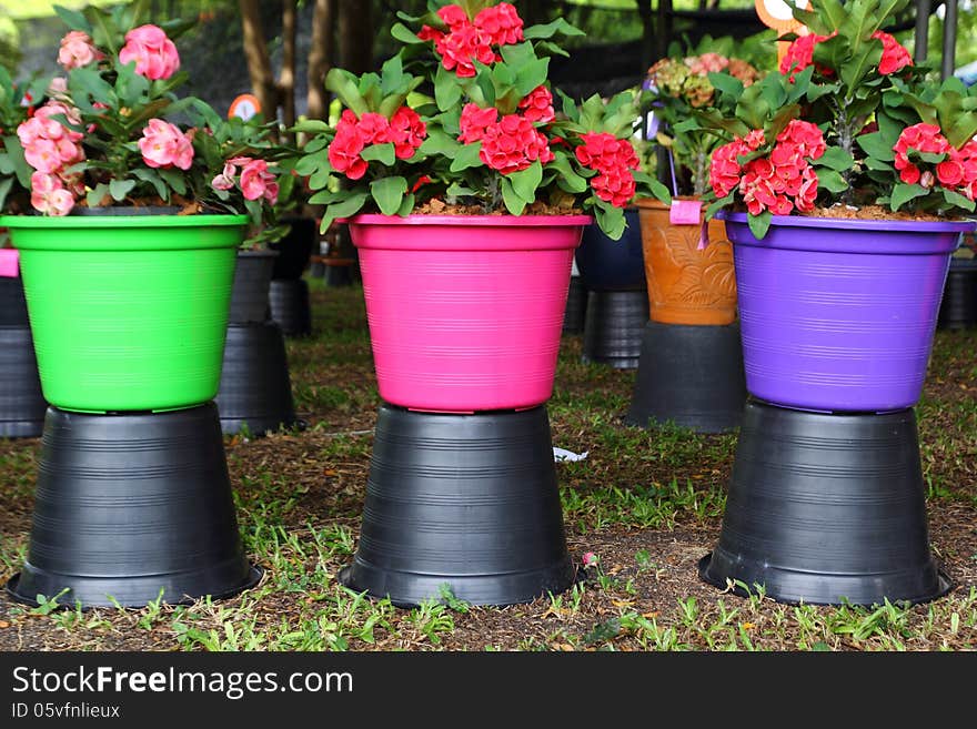 Colorful flower pots.