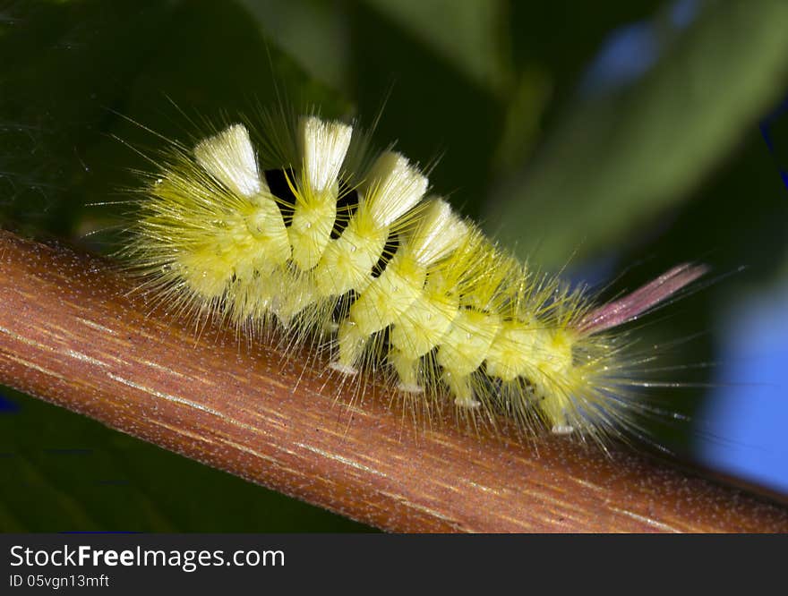 Caterpillar Calliteara pudibunda