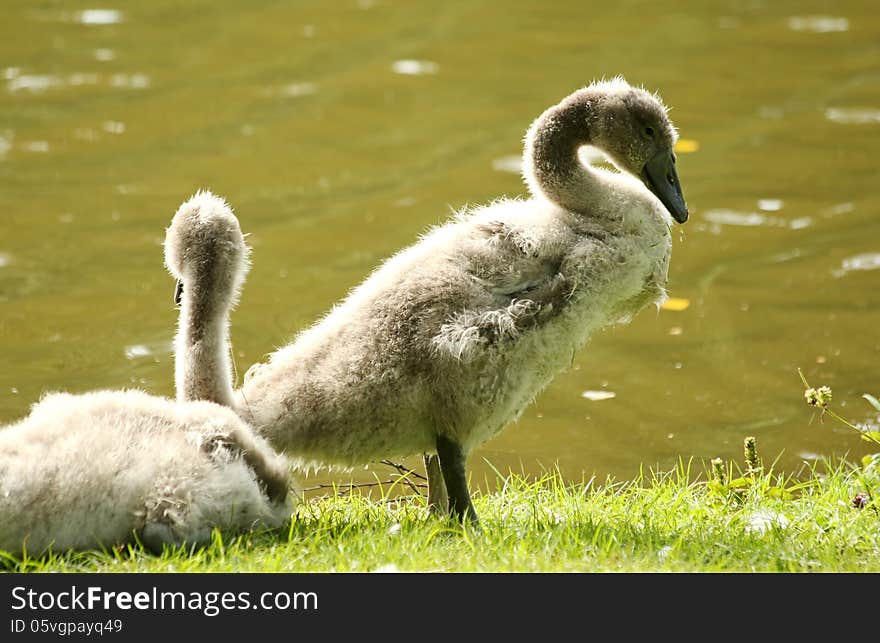 Mute swan babies