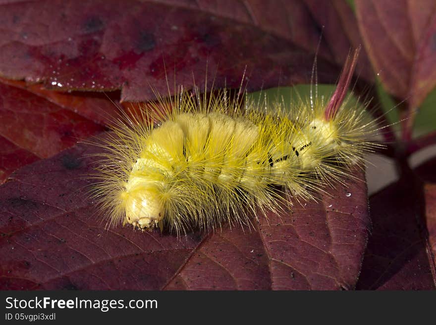 Caterpillar Calliteara pudibunda