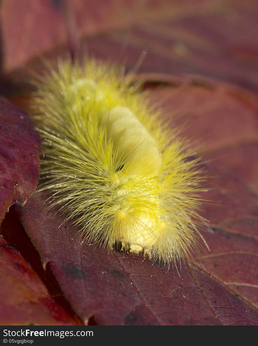 Caterpillar Calliteara pudibunda