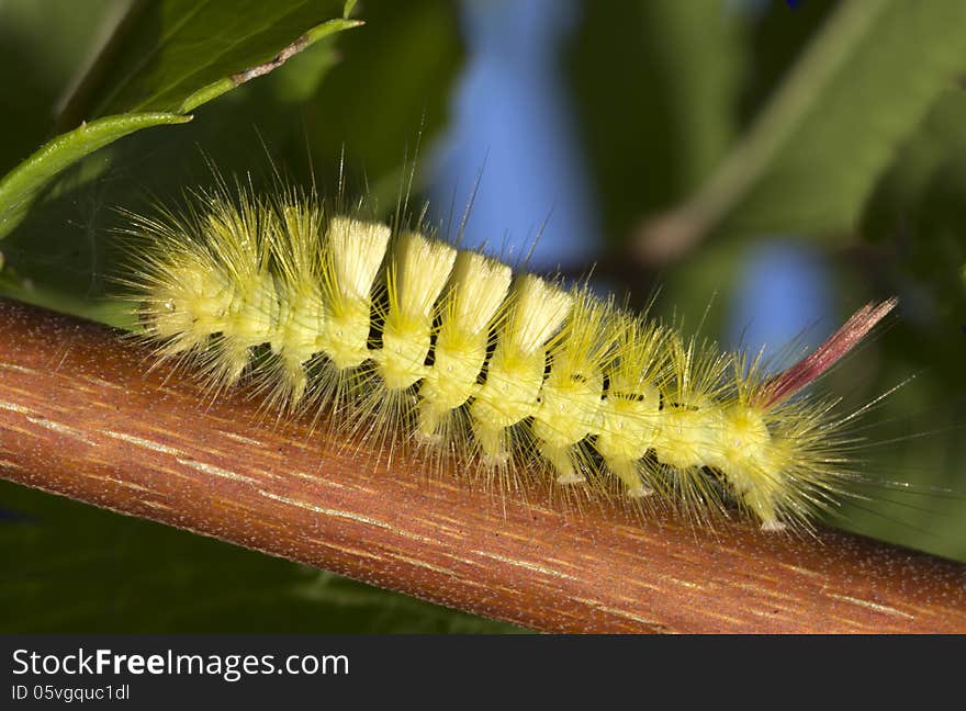 Caterpillar Calliteara pudibunda