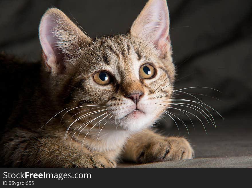 Little kitten in a funny pose