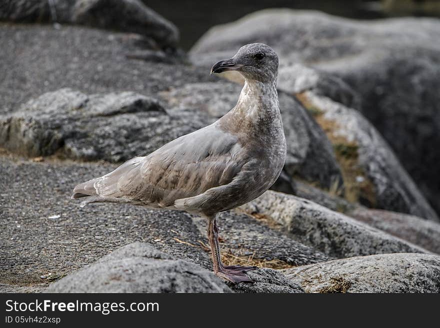 Silver bird shot taken nearby Deep Cove in Vancouver, BC, Canada