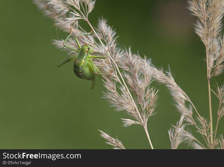 Order Orthoptera Family Tettigoniidae Genus Poecilimon intermedius Adult female Poecilimon intermedius Ovipositor in them flat and serrated This type of crop quite harmless, powered the nectar of the flowers. registered in the Red book.