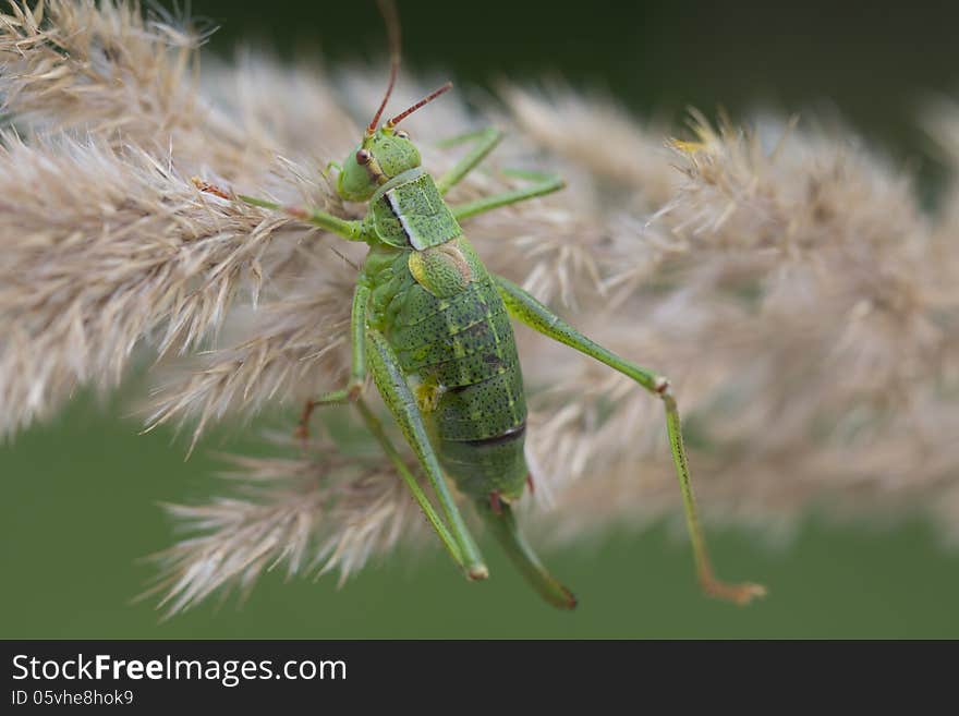 Order Orthoptera Family Tettigoniidae Genus Poecilimon intermedius Adult female Poecilimon intermedius Ovipositor in them flat and serrated This type of crop quite harmless, powered the nectar of the flowers. Red book