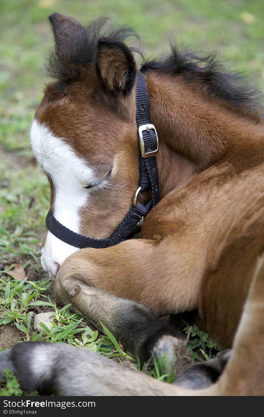 Baby foal sleeping in the grass. Baby foal sleeping in the grass