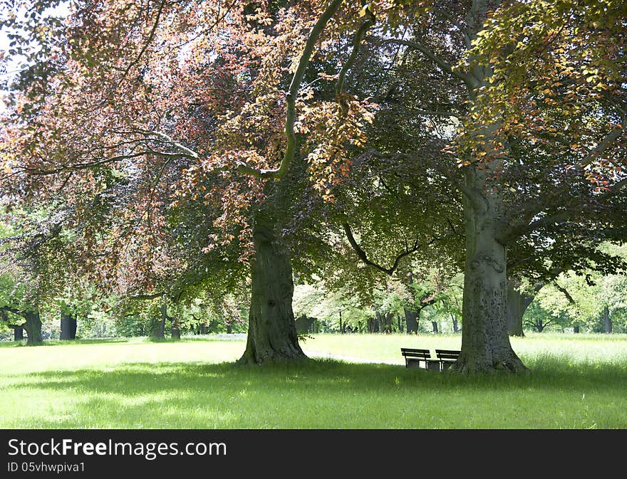 Park Benches Under Giants