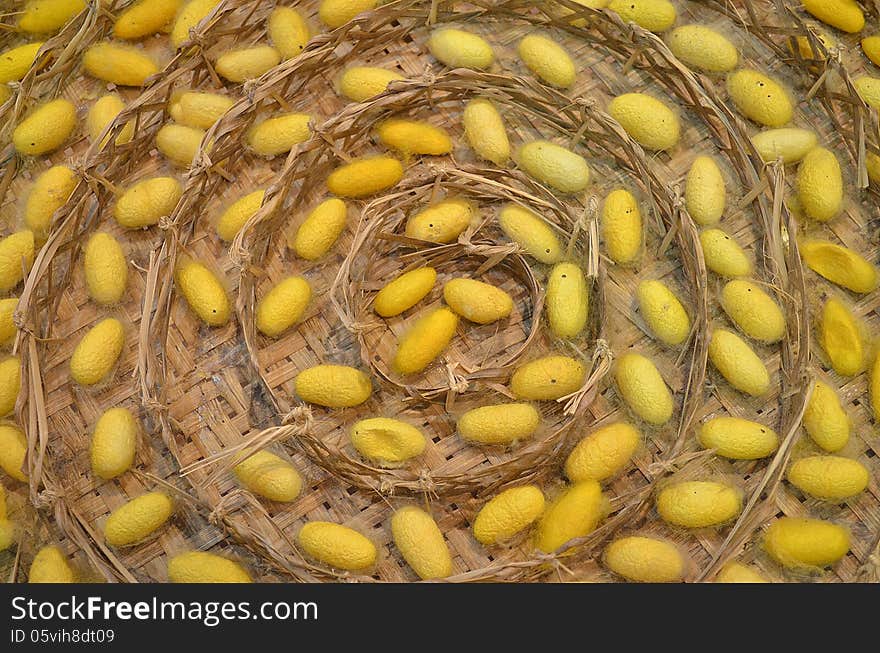 Sericulture silk production starting close up