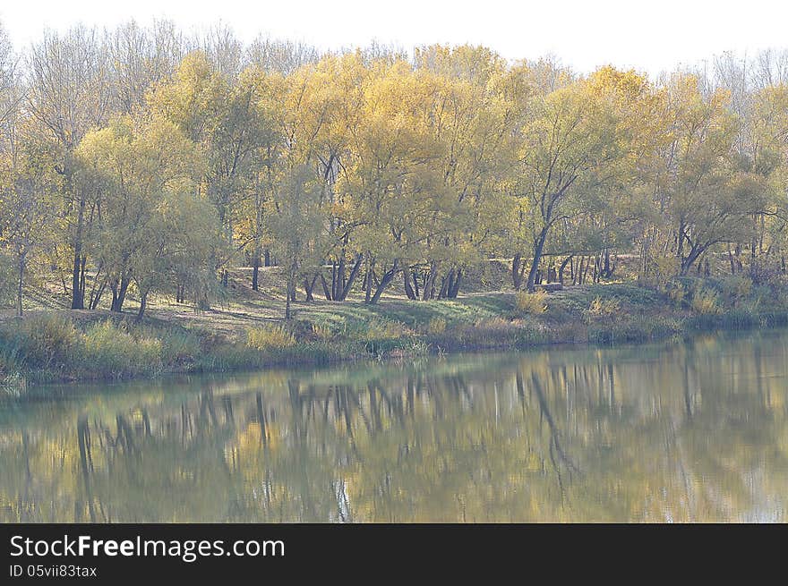 Trees in autumn, city of Orenburg, Southern Ural, Russia