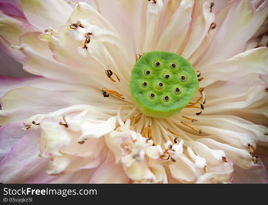 Group of seed on cream lotus flower. Group of seed on cream lotus flower