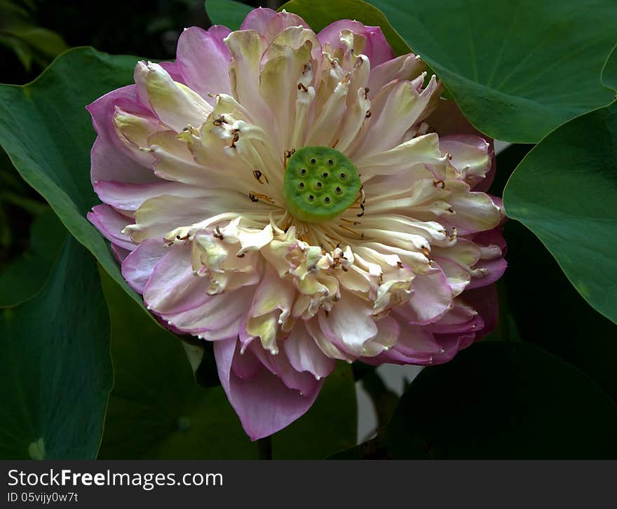 Group of seed on cream lotus flower. Group of seed on cream lotus flower