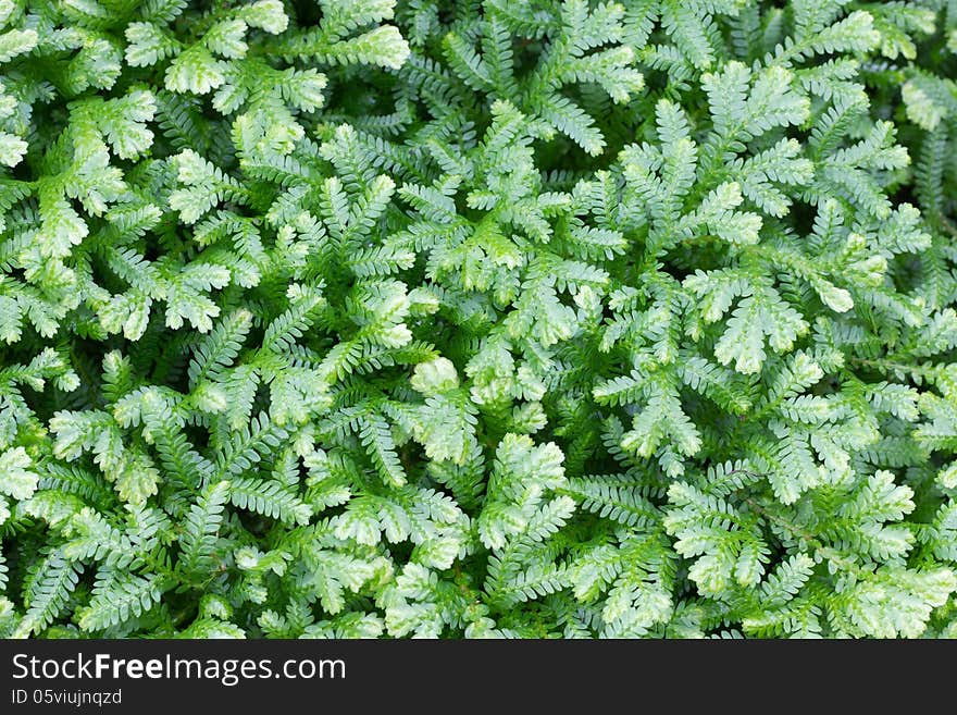 Selaginella kraussiana ( Trailing Selaginella ) small plant with creeping stems forms dense mats of green foliage