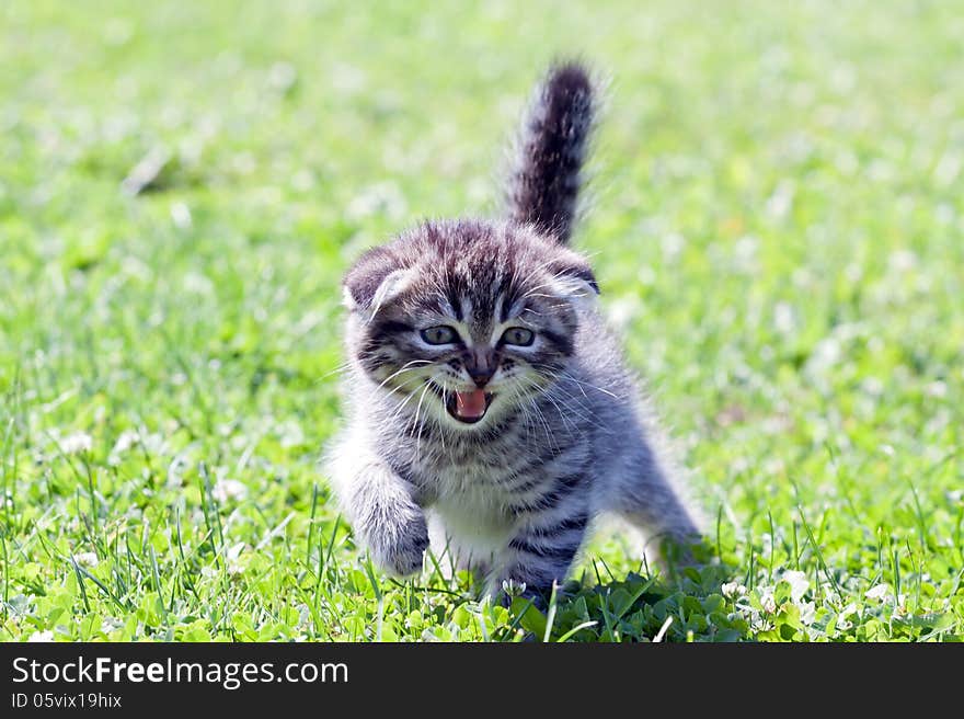 Little lop-eared kitten meowing on the grass. Little lop-eared kitten meowing on the grass