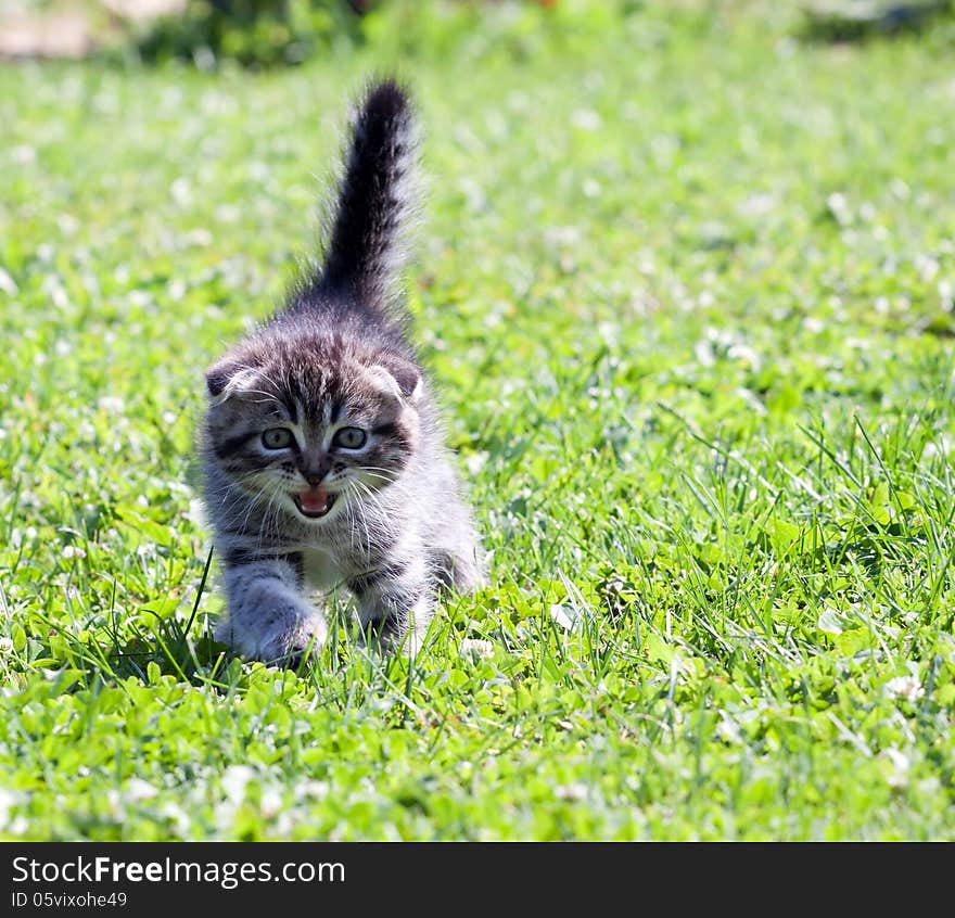 Little lop-eared kitten meowing on the grass