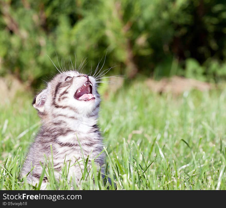 Little lop-eared kitten meowing on the grass