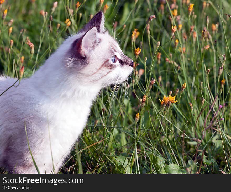 Young cat walking on grass