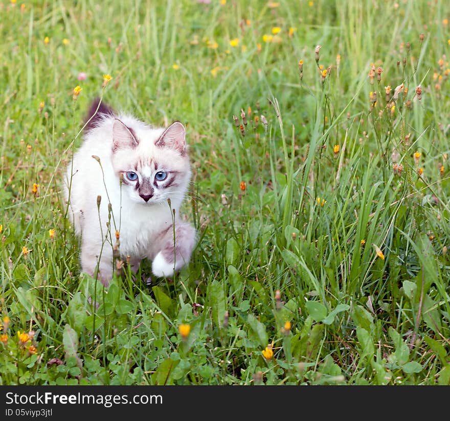 Young cat walking on grass