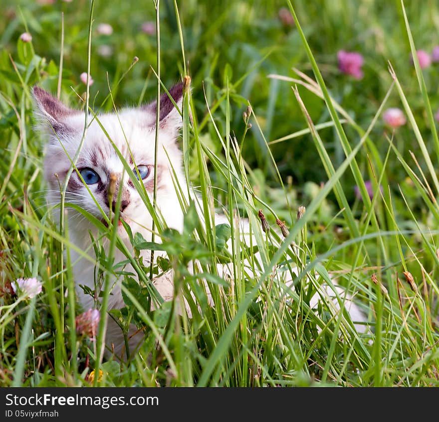 Young cat walking on grass