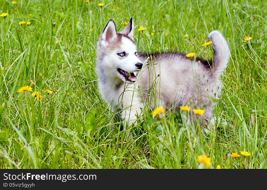 Young Huskies