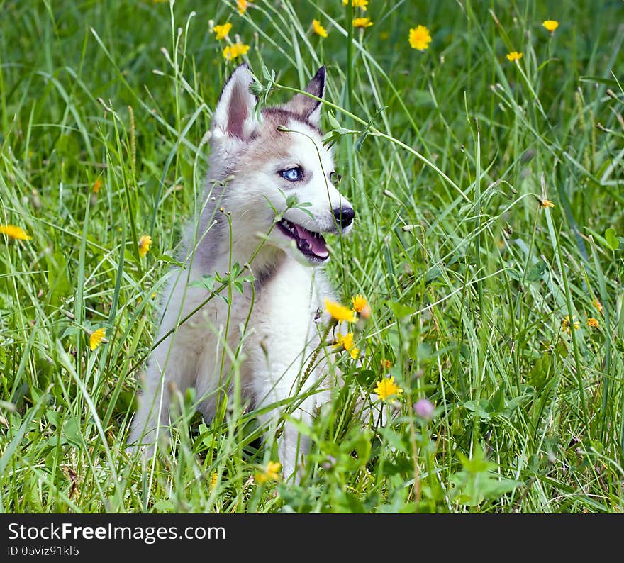 Young husky sitting in the green grass