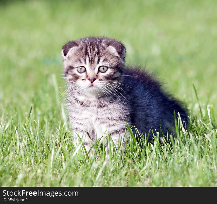 Little lop-eared kitten on the grass