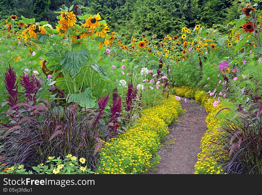 Colorful sunflower garden