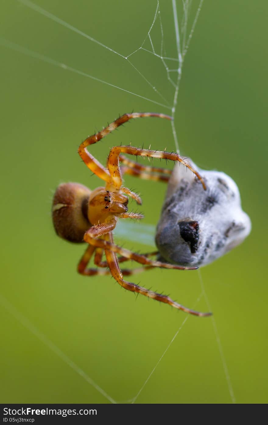 A Small spider with in the web wrapped catch on a green background. A Small spider with in the web wrapped catch on a green background