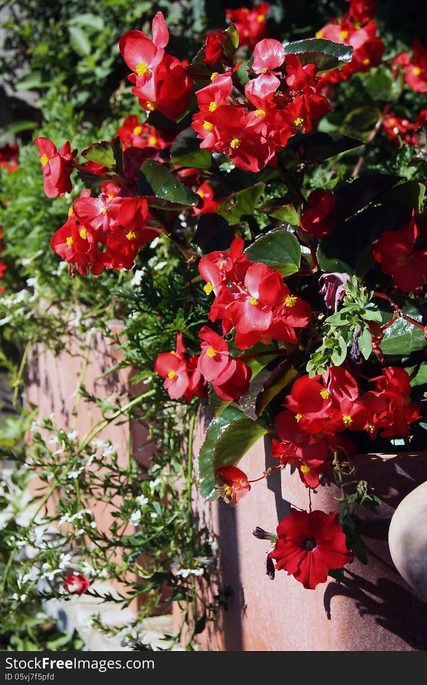 During flowering begonias planted in ceramic pots on the terrace before the house garden. During flowering begonias planted in ceramic pots on the terrace before the house garden.