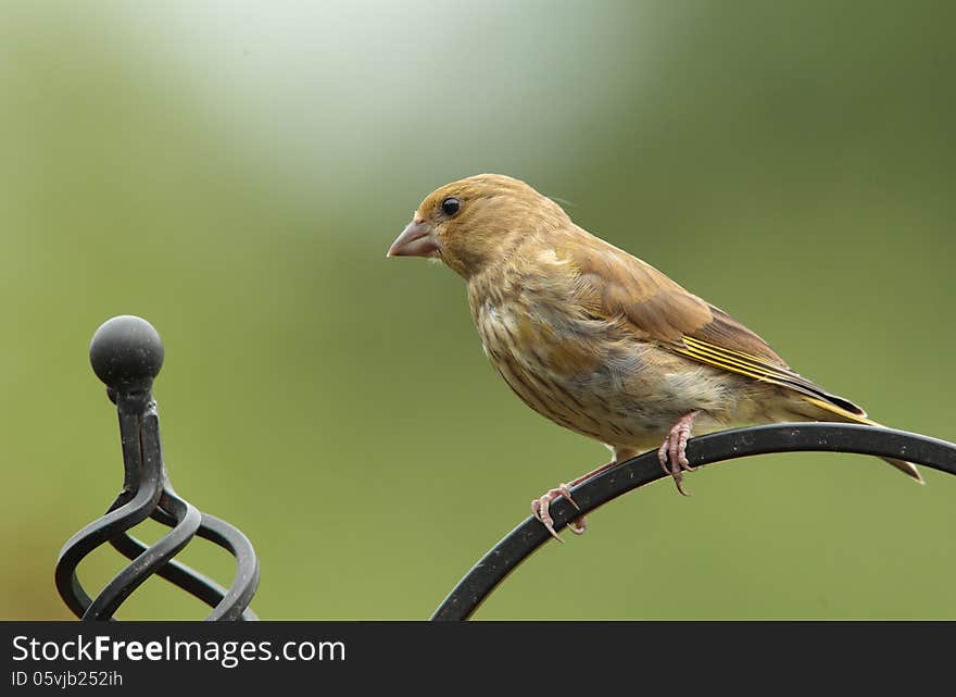 View of a greenfinch on a perch against a green background. View of a greenfinch on a perch against a green background.