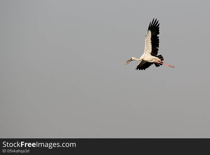 The Painted Stork (Mycteria leucocephala) is a large wading bird in the stork family. It is found in the wetlands of the plains of tropical Asia south of the Himalayas in the Indian Subcontinent and extending into Southeast Asia. Like other storks, they are often seen soaring on thermals.