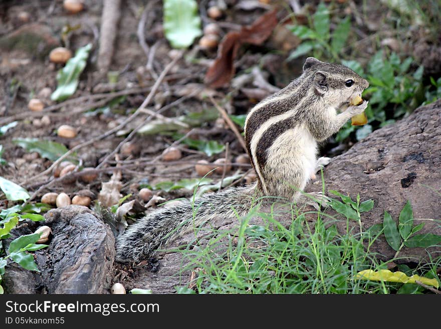 Grey / gray squirrel nibbling on seeds. Grey / gray squirrel nibbling on seeds