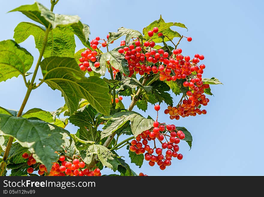 Berries of a arrowwood hang on a branch against the blue sky