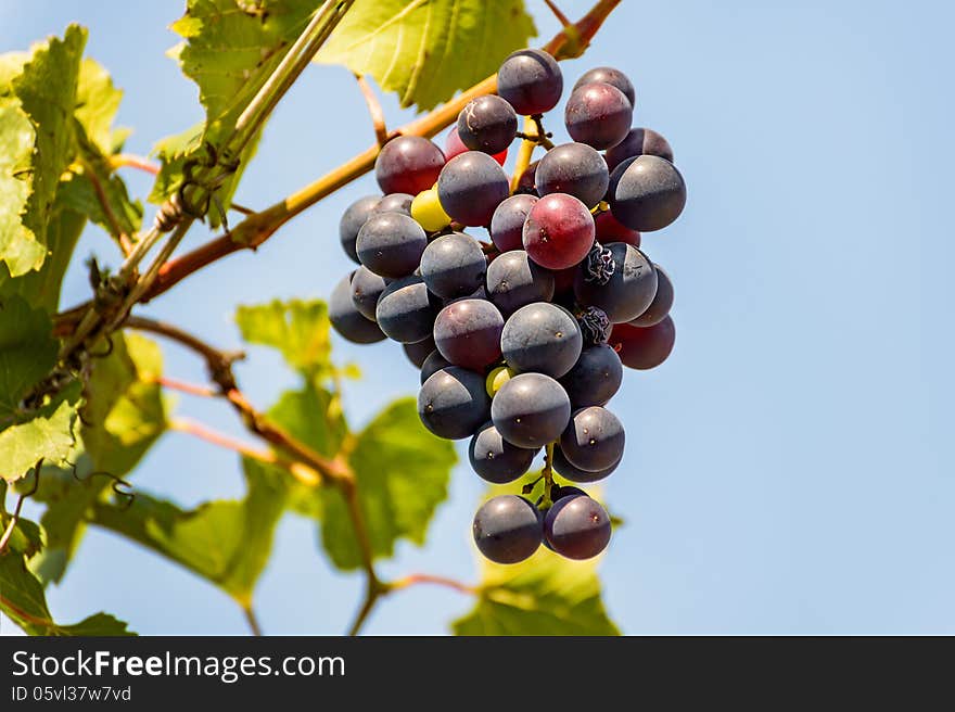 Brush of the grapes is photographed on the blue sky background