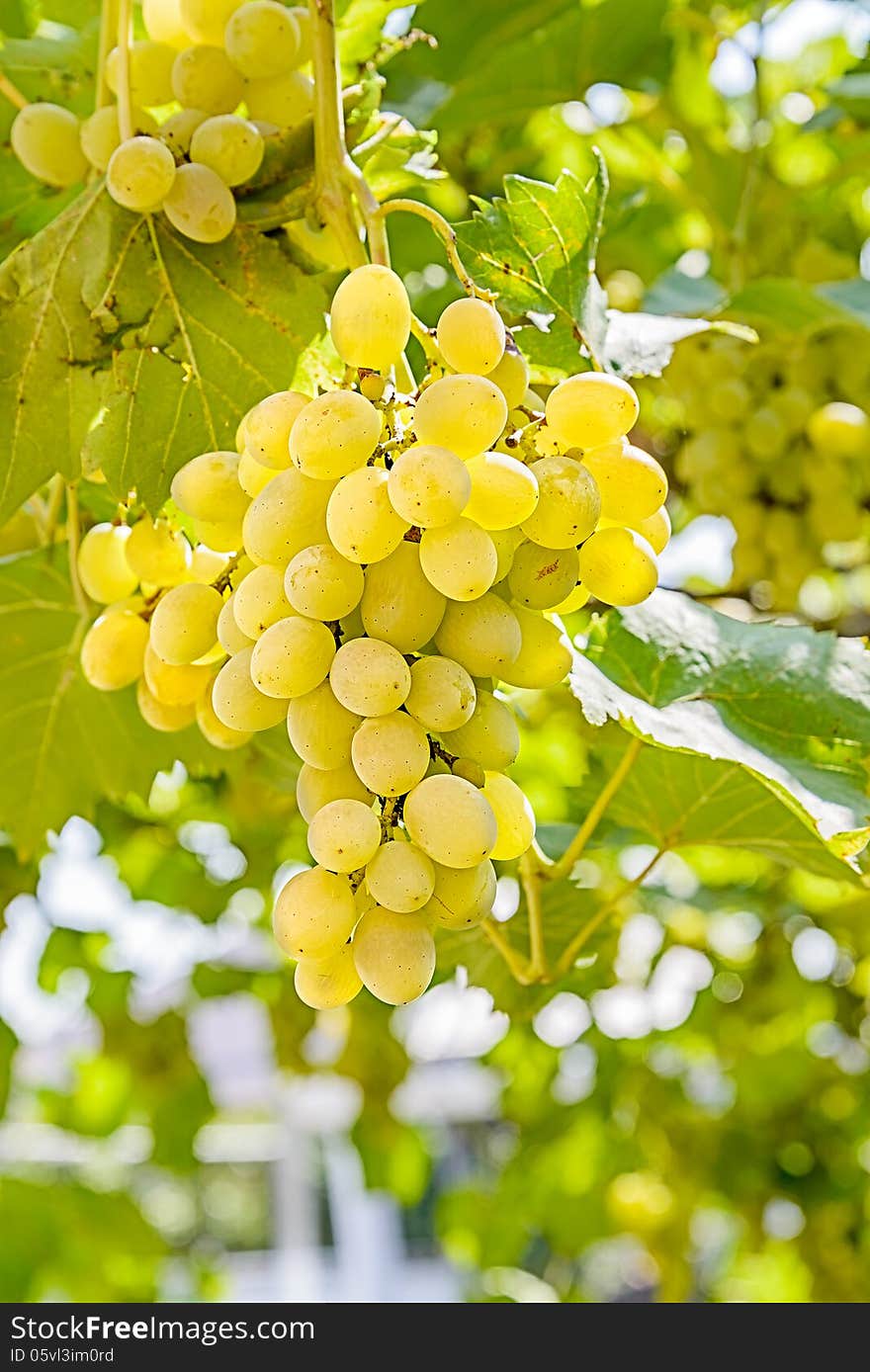 Brush of the grapes is photographed on the blue sky background