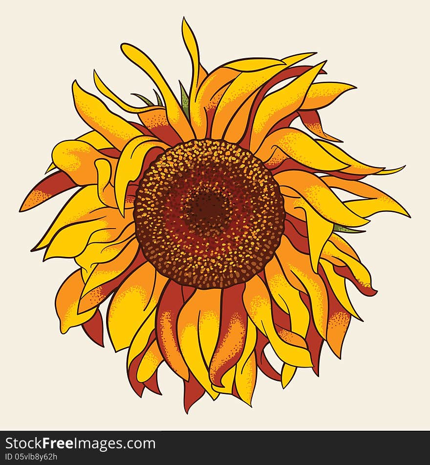 Sunflower, realistic vector illustration, EPS8