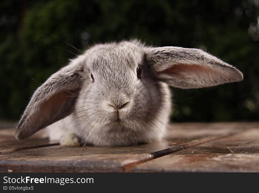 Grey Ram Rabbit