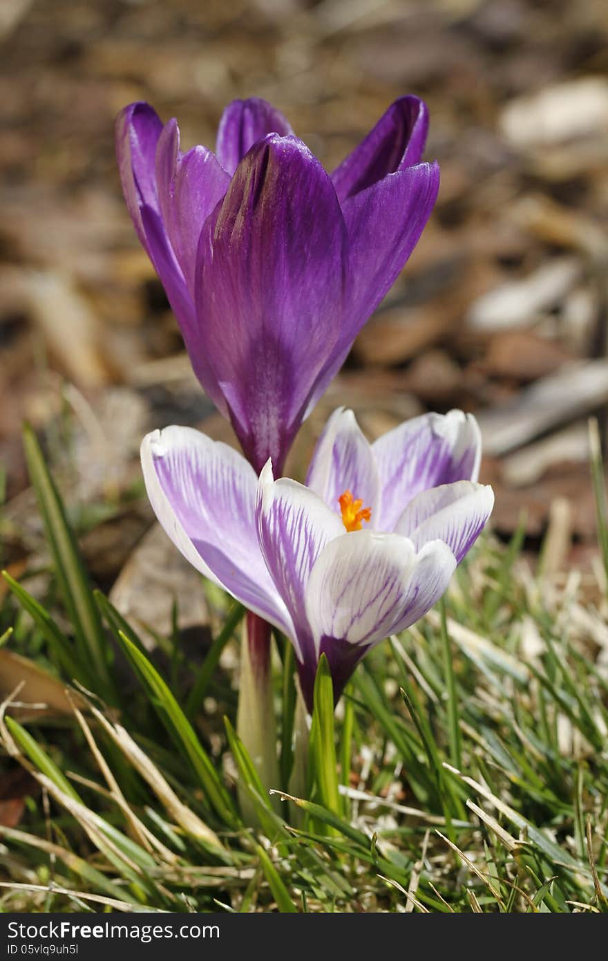 Spring flowers