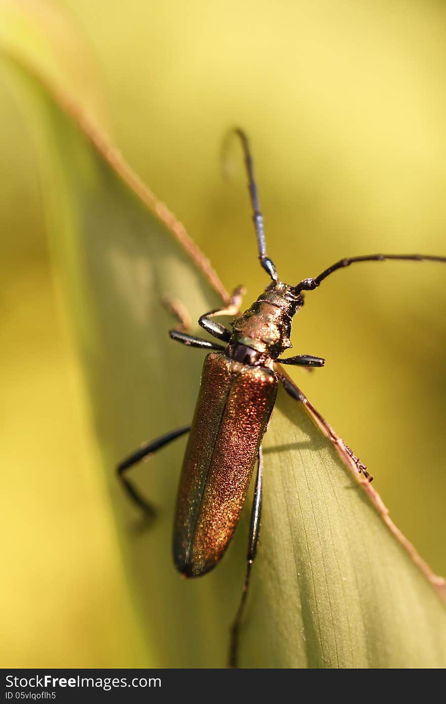 Glittering Beetle On Leaf