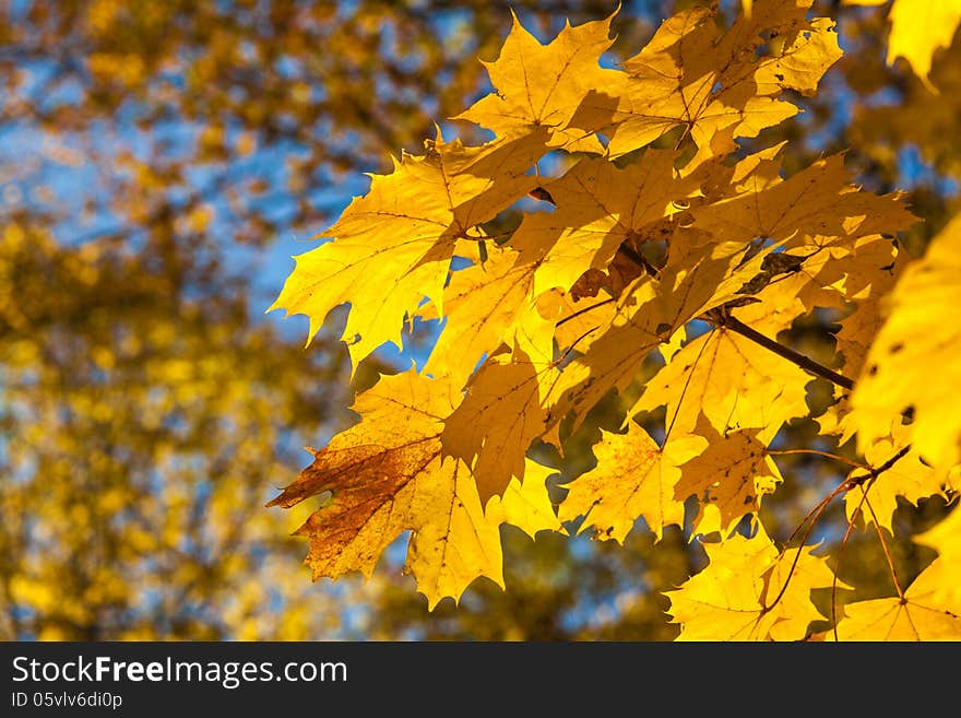 Maple leaves in autumn. Maple leaves in autumn.