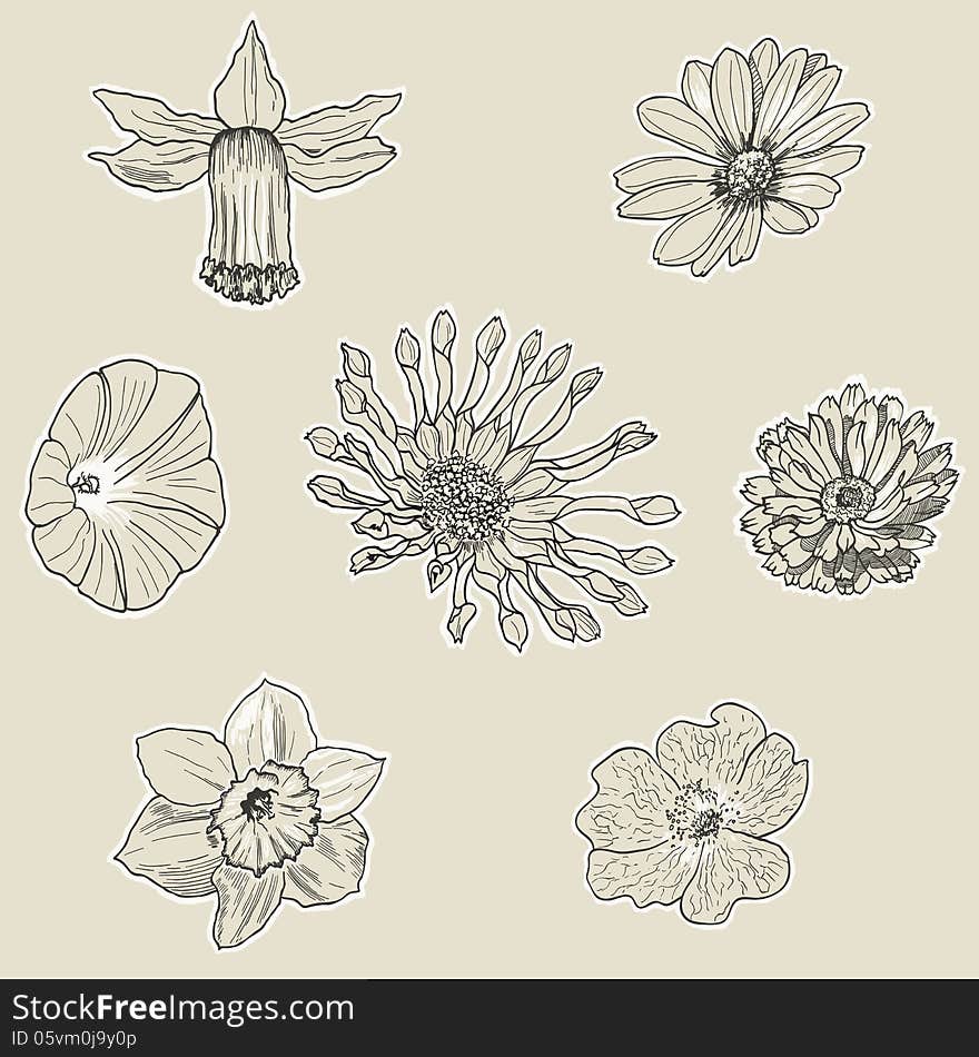 Set of seven graphic flowers