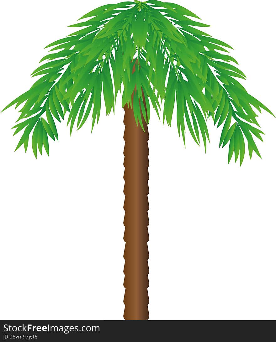 One palm tree with green leaves