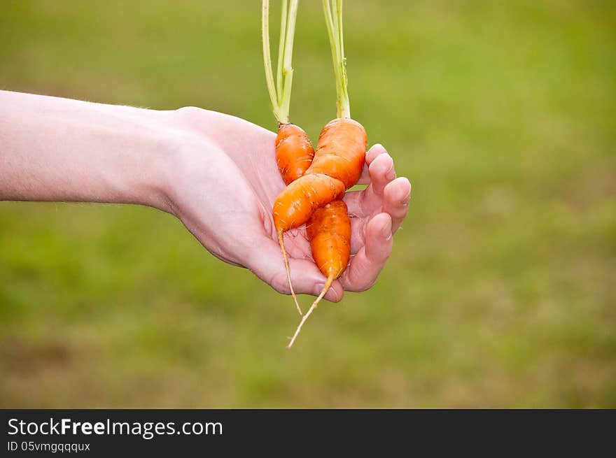 Two orange carrots hugging. Two orange carrots hugging.