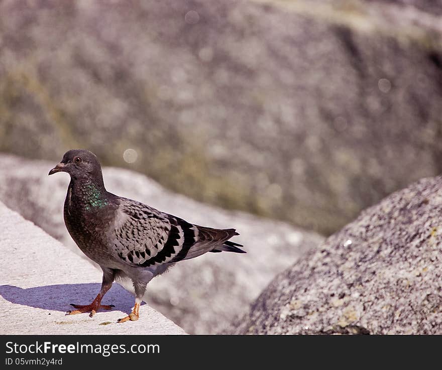 A blue barred rock pigeon that has only one toe on it's foot, standing on a wall.