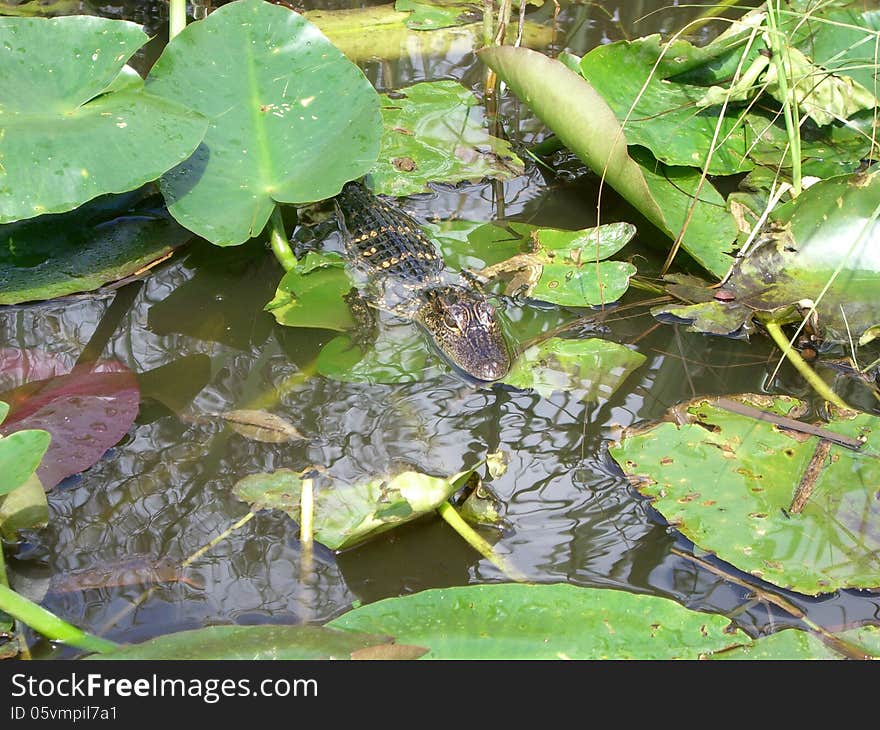 Alligator Baby