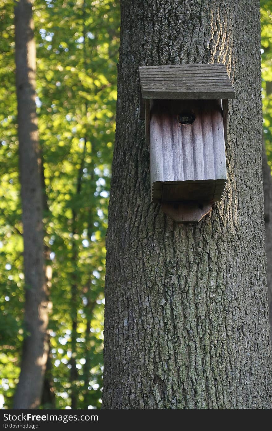 Weathered Wood Birdhouse In The Forest