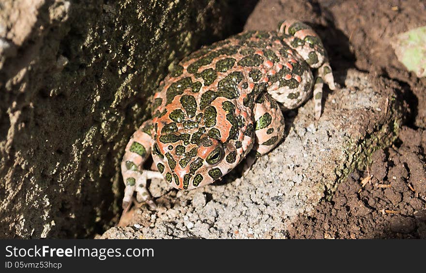 Toad sitting on a rock close-up