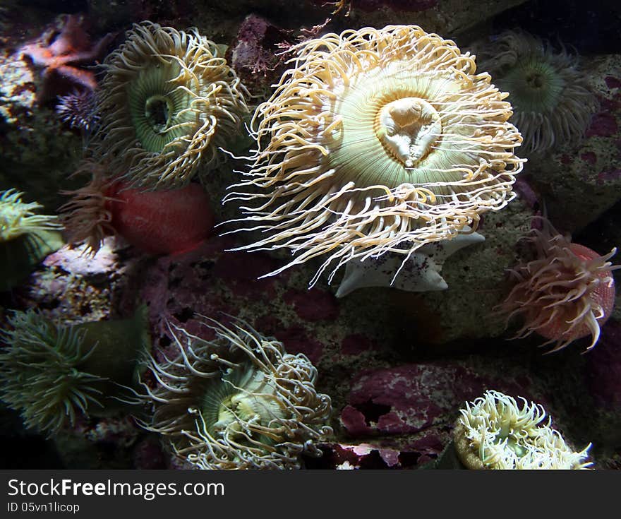 Toxic tentacles belonging to a group of predatory sea anemones wave in the ocean current in search of prey;